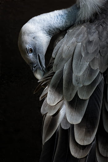 Nahaufnahmen, grau, Geier, Zoo, Vögel, Natur, Tiere, Gefieder, Tier, afrikanische Reserve, afrikanisch