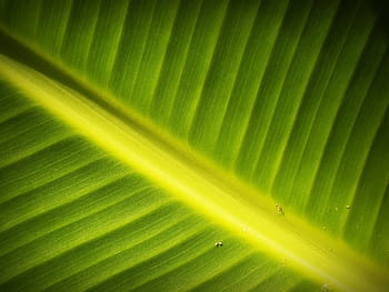 foglia, sfondo, Linee, fogliame, fotosintesi, naturale, crescere, verdura, vena, verde, primavera