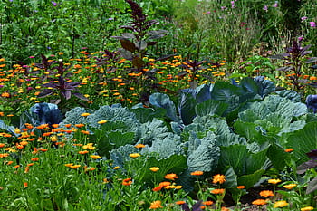 green, lettuce, garden, daytime, White Cabbage, Garden, Vegetable, Vegetable Growing, harvest, herb, agriculture, herb cultivation