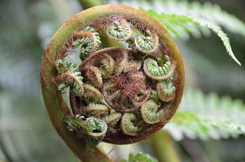 selektivní, zaostřovací fotografie, výhonek, rostlina, kapradina, rozvinout, koru, Nový Zéland, aotearoa