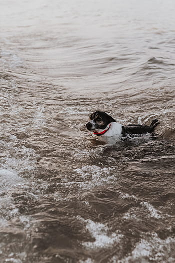 agua, cachorro, mar, animal, natação, nadar, Animais de estimação, praia, ao ar livre, canino, diversão