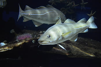 merluzzo, barbiglio, pesce, nuotare, acqua, fondali marini, mare, creatura, profondità, Nausicaa, Boulogne-sur-mer