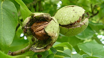 braun, Samen, Innerhalb, Grün, Obst, Baum, Walnüsse, Nussbaum, Baumnuss, Essen, Lebensmittel