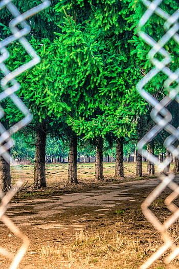 green, leafed, plants, daytime, line, leaf, trees, nature, grass, field, wire