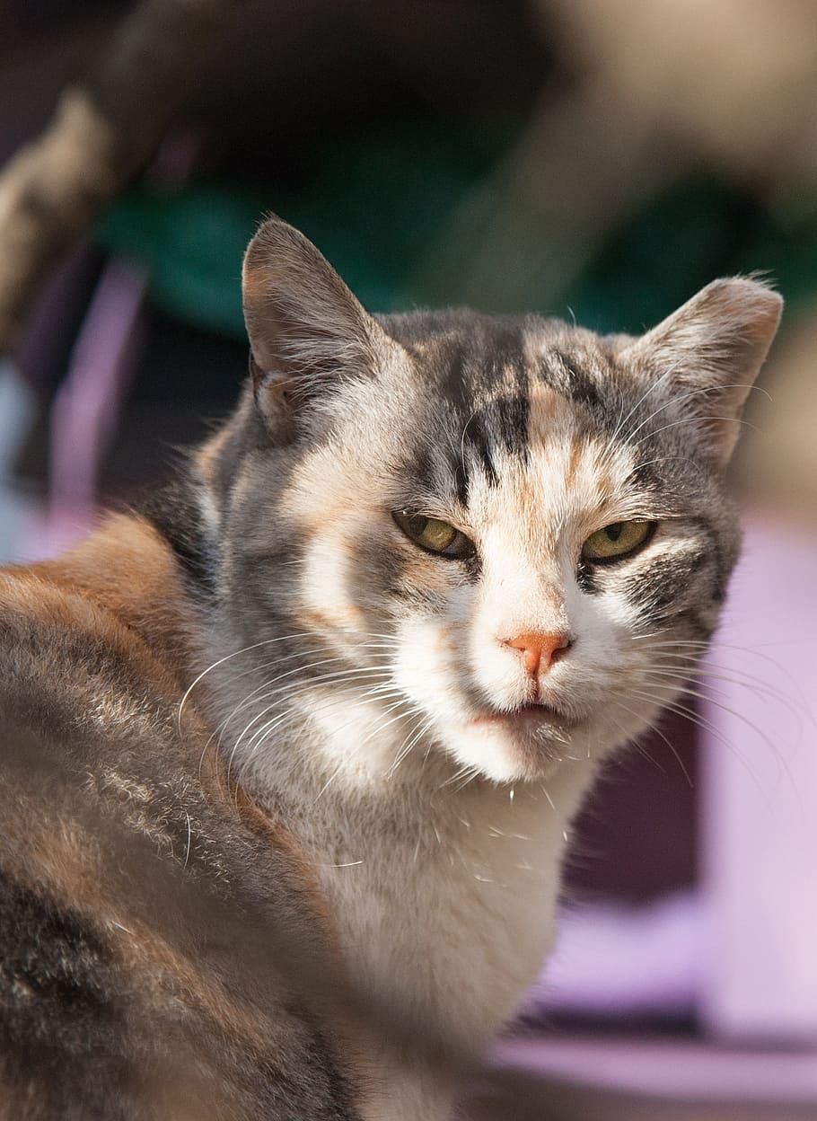 cat, holding the cat, animal, wild cat, pet, tabby, cute animals, meow, gilnyangyi, kitty, pets