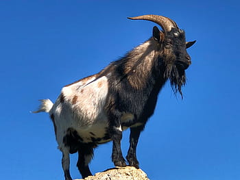 Kozel, zvíře, koza, rohy, bock, hospodářských zvířat, rohatý, domácí koza, živočišného světa, kopytnatec, zvědavý