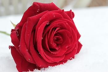 selective, focus photography, red, rose, flower, blossom, bloom, rose bloom, rose blooms, love, valentine's day
