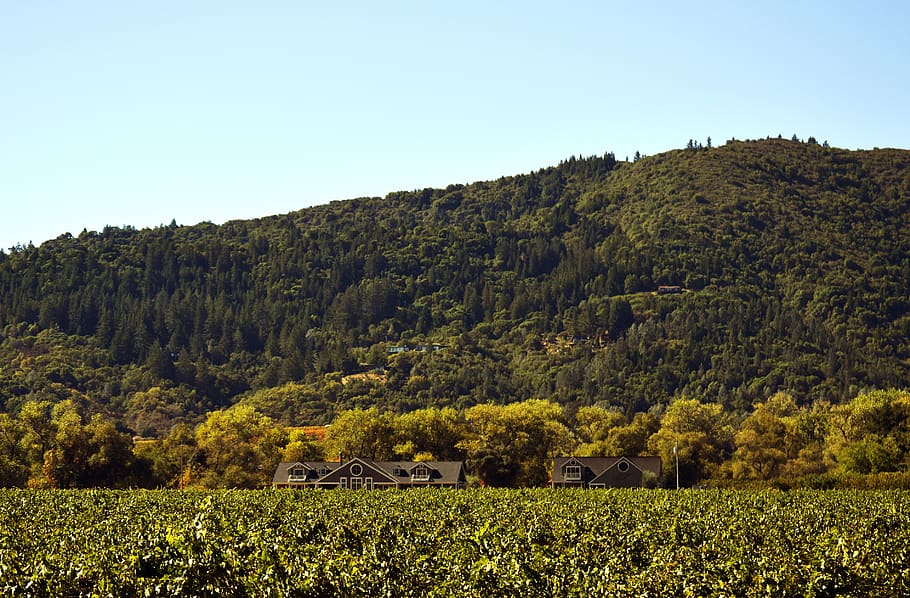 krajina, kopec, Příroda, zemědělství, víno, vinice, vinařství, Sonoma County, sonom, rostlina, révy