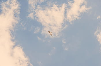 gris, blanc, oiseau, en volant, ciel, bleu, jour, ailes, nuage - ciel, la nature, personne