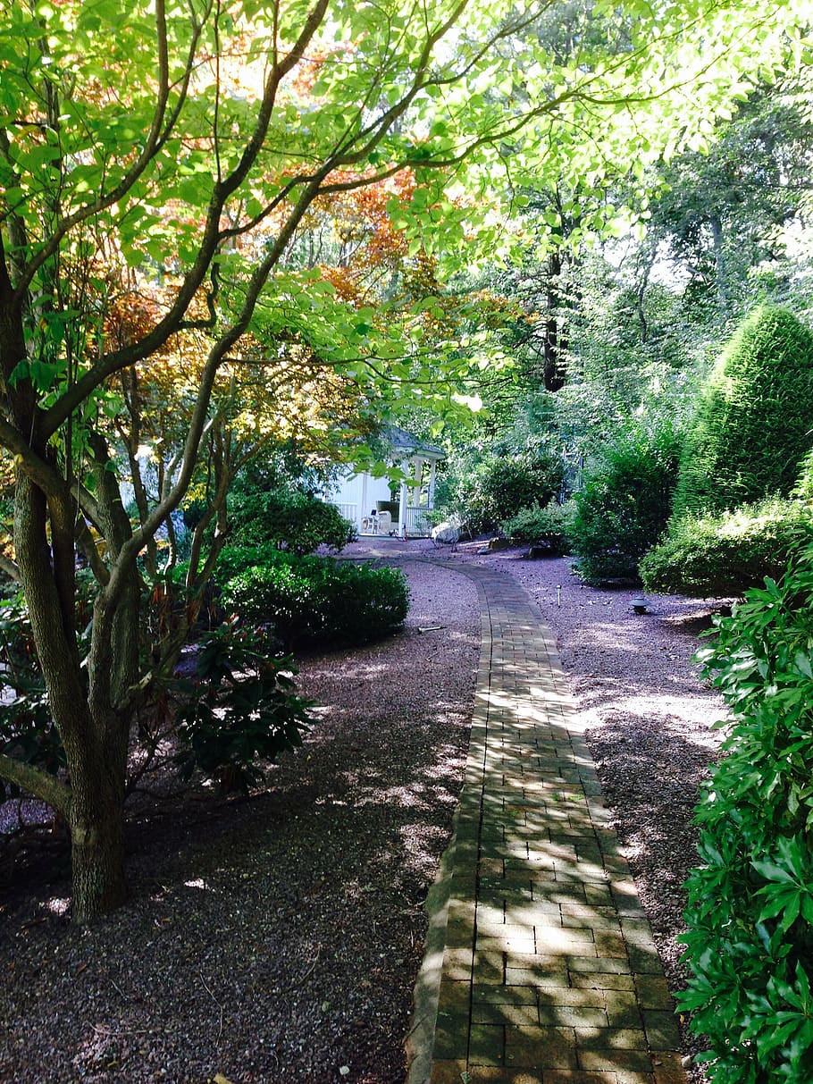 alberi, paesaggio, sentiero, all'aperto, parco, giardino, verde, natura, camminare
