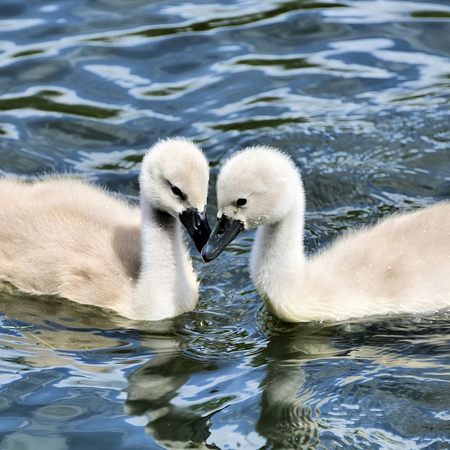 cygnets, swan, animal, water, bird, plumage, lake, white, young, swim, waters