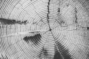 tree rings, wood texture, annual rings, tree growth, black and white, natural patterns, cross section, tree trunk, ring pattern, wood grain, tree slice