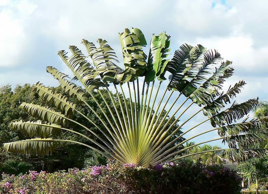 cestovní strom, musacée, cestovní strom, musacée, ravenala madagascariensis, tropický strom, palma, mrak - nebe, den, strom, nebe, nikdo