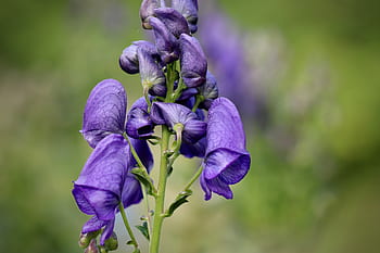 boğanotu, ve kurtdoğan, kurtboğan, aconitum napellus, mavi, Çiçekler, çiçeklenme, yaprakları, toksik, hahnenfußgewächs, zehirli bitki