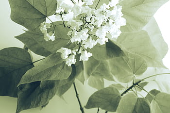 white, petaled flowers, petaled, flowers, flower, petal, bloom, nature, plant, leaves, leaf