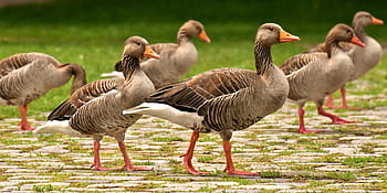 flock of ducks, geese, wild geese, waterfowl, group, goose-char, run, bird, nature, poultry, greylag goose