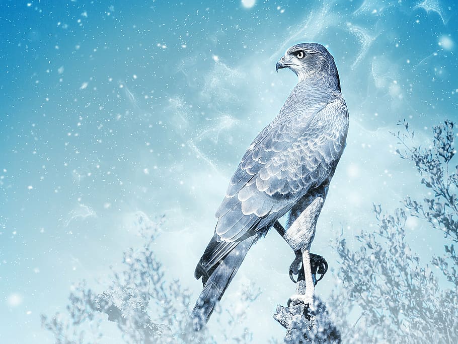 gray, black, eagle photo, winter, bird, falcon, snow, raptor, animal, art, scrapbooking