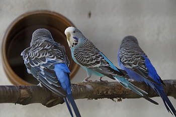 budgerigars, παπαγάλοι, τα κατοικίδια ζώα, ζωικού κόσμου, μικρό παπαγάλο, φιλία, των ζώων, πουλιά, Καθίστε, μαζί, τρία