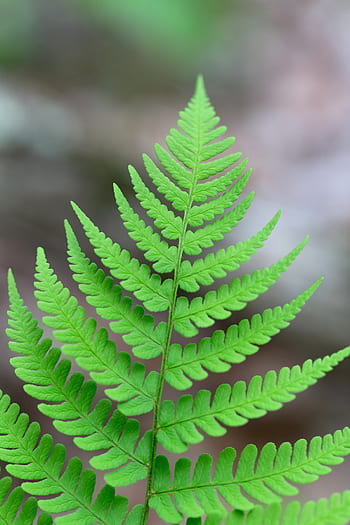 fern, green, background, plant, botany, symmetry, closeup, detail, leaf, leaves, natural