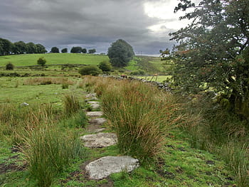 verde, erba, accanto, leafed, albero, grigio, bianca, cieli, dartmoor, Inghilterra, Regno Unito