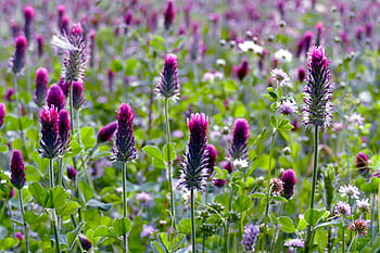 blodkløver, trifolium incarnatum, inkarneret kløver, Klee, rosenkløver, italiensk kløver, kløverblomst, wiesenklee, spids blomst, foderplante, blomsterstand
