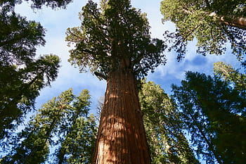 sequoia, sequoia gigante, sequoia gigante, sequoia, parco nazionale della sequoia, gigante, albero, California, foresta, Pino, tronco d'albero, natura