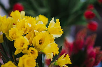 bermacam-macam, barang, Close-up, closeup, cantik, alam, bunga, tanaman, kuning, Kepala bunga, daun bunga
