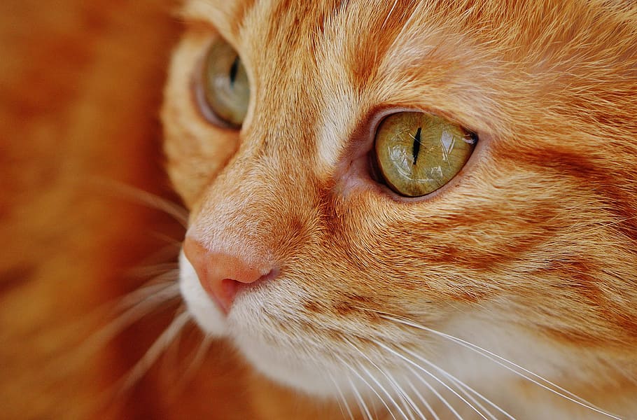 orange tabby cat, cat, red, cute, mackerel, tiger, sweet, cuddly, animal, domestic cat, fur