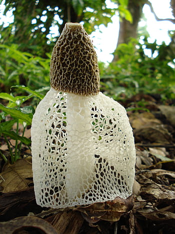 phallus indusiatus, fungus, stinkhorn, plant, natural, botanical, organic, botany, herb, agriculture, outdoors