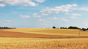 wheat field, daytime, cornfield, wheat fields, field, wheat, agriculture, cereals, cloud, rural, landscape