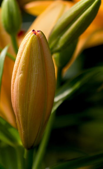 yellow flower, lily, flower, daylily, flowers, plants, macro, close-up, nature, outside, summer