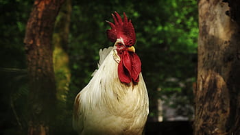 hahn, Tierporträt, Geflügel, Tier, Gefieder, Feder, Tierwelt, Kamm, Vieh, Natur, Hahn Kopf