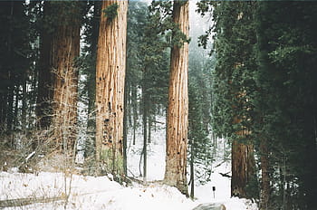 nevoso, foresta, giorno, persona, presa, foto, alberi, inverno, boschi, natura, la neve