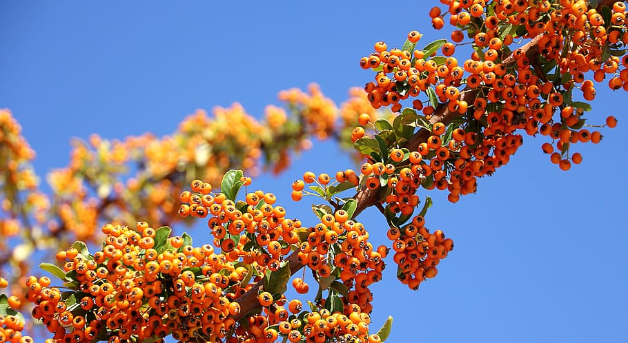 sea buckthorn, plant, orang, sky, blue, nature, ornamental plant, garden, fruit, fouling, summer
