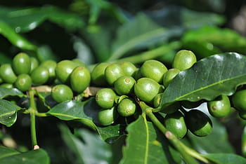 coffee costa rica, green coffee, coffee plant, plantation, cafe, costa rica, tarrazu