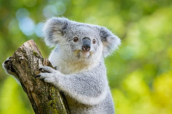 koala, koala on tree, tree, wildlife, nature, animal, marsupial, eucalyptus, forest, cute, outdoors