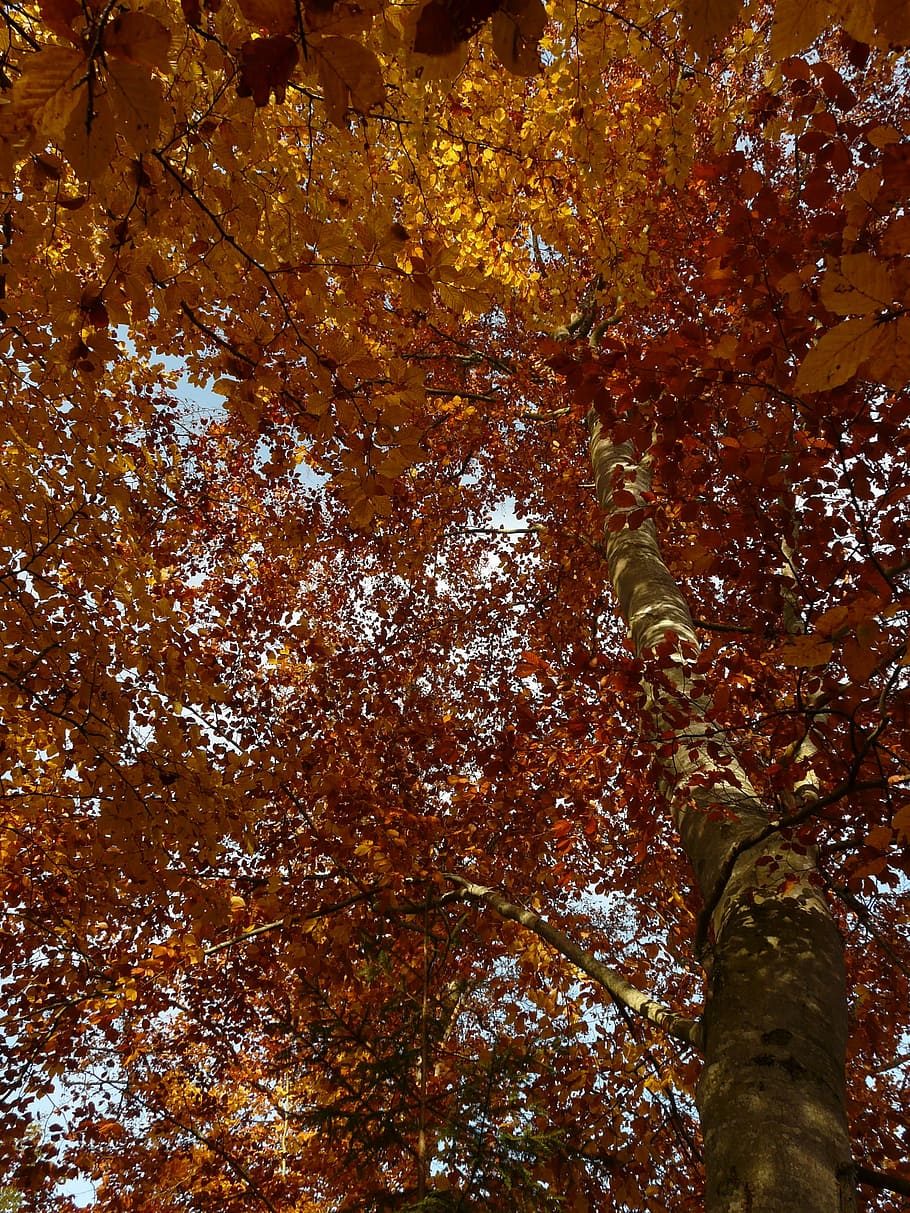 buk, fagus sylvatica, fagus, les, kmen, vysoký, zlatý podzim, zlatý říjen, podzim, říjen, listy