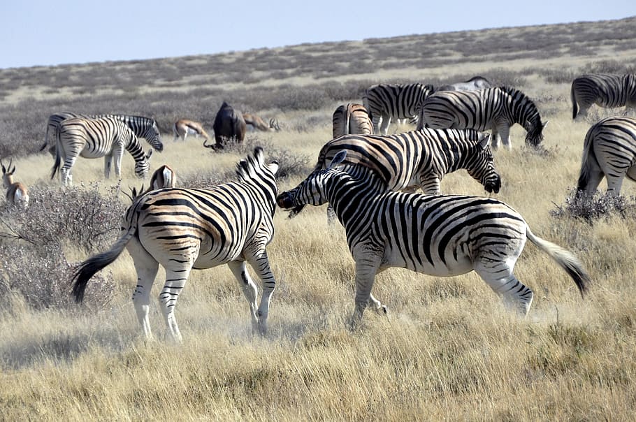zebras, fight, africa, safari, rank fighting, namibia, animals, zebra, safari Animals, wildlife, nature