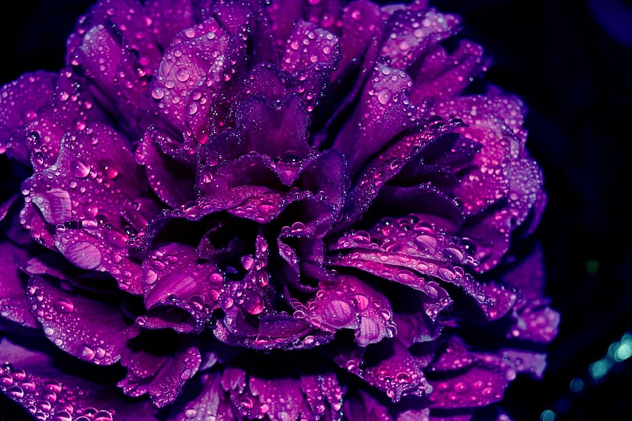 fialový květ, kapky vody, detailní fotografie, živá fialová, květinová krása, Okvětní lístky pokryté rosem, fotografování přírody, fialové okvětní lístky, makro fotografie, tmavé pozadí