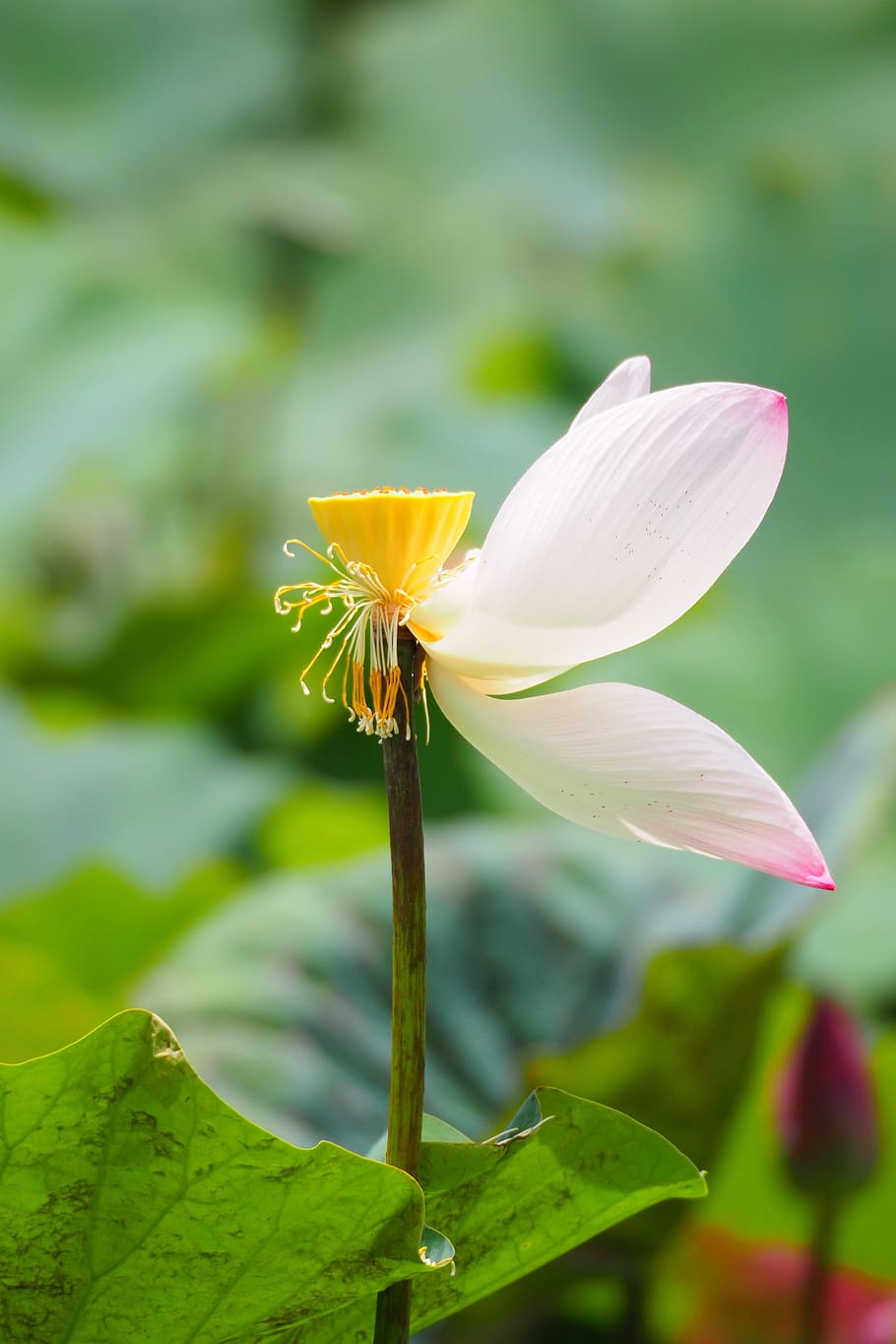 tchaj-wan, taipei, Botanická zahrada, lotus, lotosový list, zbytkového náboje, kohoutek, zelená, poetický
