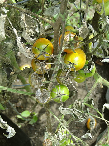 tomato, blight, disease, garden, late blight, advanced, spots, lesions, dying, ruined, stems