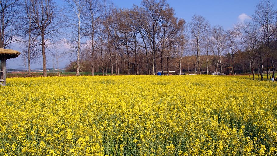 Klitschko, whether or not, k, yellow, agriculture, oilseed rape, crop, field, rural scene