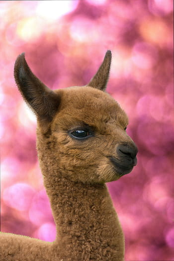brown animal, alpaca, alpaca foals, animals, nature, flock, farm, pet, mammals, close, ruminant
