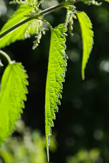 Leaves, Stinging Nettle, nettle leaves, shine through, shades of green, light, light green, dark green, burning hair, pink, plant
