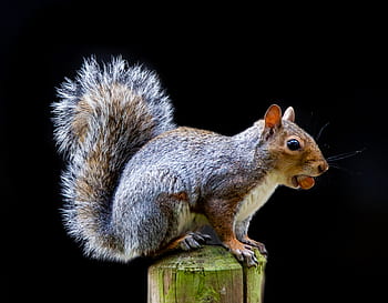 grey squirrel, squirrel watching, squirrel, cute, grey, wild, brown, mammal, wildlife, furry, fur