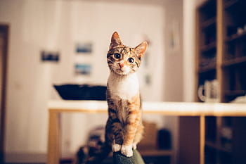 kedi, içeride, ev, sevimli, içinde kedi, doğa, hayvan, hayvanlar, kediler, Evcil Hayvan, Evcil Hayvanlar