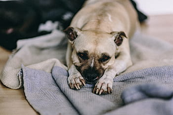 かわいい、 犬、 敷設、 ベッド、 古い、 古い犬、 amstaff、 アメリカンスタッフォードシャーテリア、 ペット、 動物、 横になっている犬