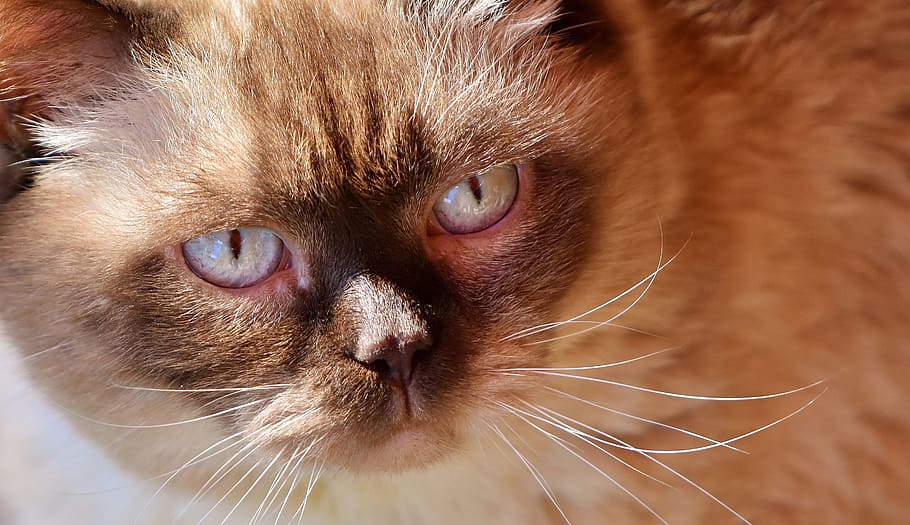 close-up, brown, siamese cat, british shorthair, cat, cute, portrait, british, short hair, animal world, adidas