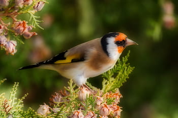 europeisk goldfinch, fågel, natur, fåglar, foder, trädgård, djur-, matning, vild värld, penna, vinge
