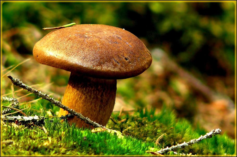brown mushroom, mushroom, autumn, forest, nature, seasons, chestnut mushroom, gathering, moss, forest floor, aesthetic